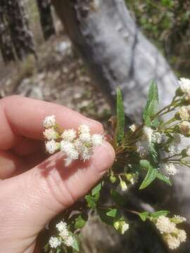 Image of Santa Rita snakeroot