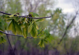 Imagem de Acer saccharinum L.