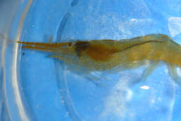 Image of stiletto coastal shrimp