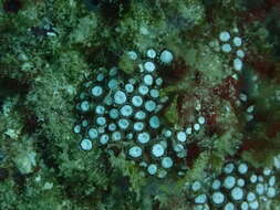 Image of anemone coral