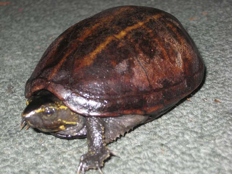 Image of Striped Mud Turtle