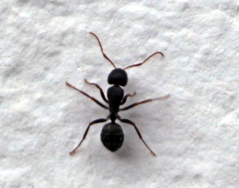 Image of Camponotus amphidus Santschi 1926