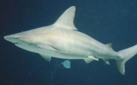 Image of Sandbar Shark