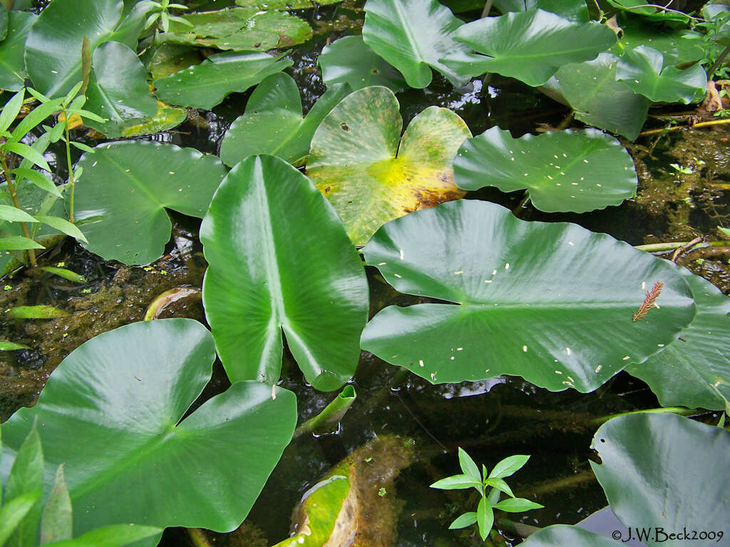 Image of Yellow Pond-Lily