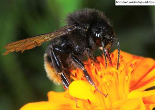 Image of Bombus coreanus (Yasumatsu 1934)