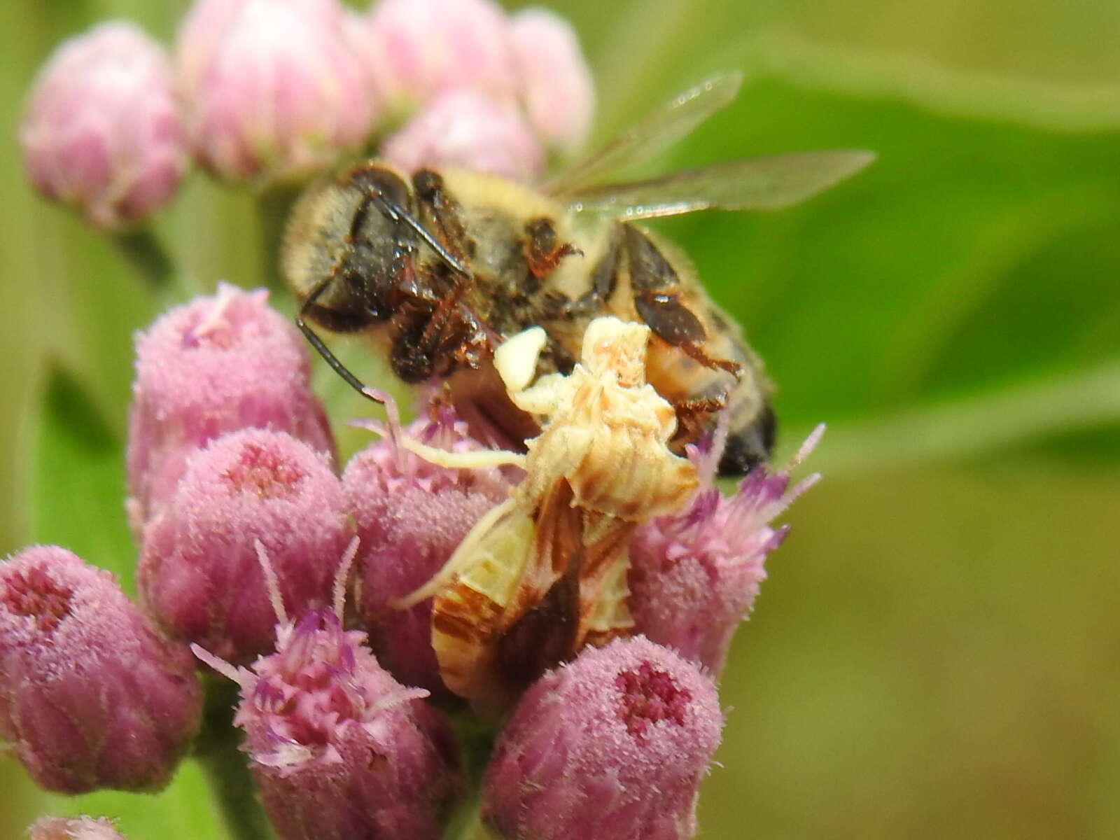 Image of Phymata fasciata (Gray 1832)