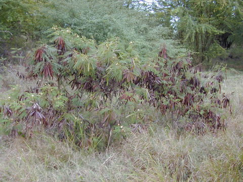 Image of white leadtree