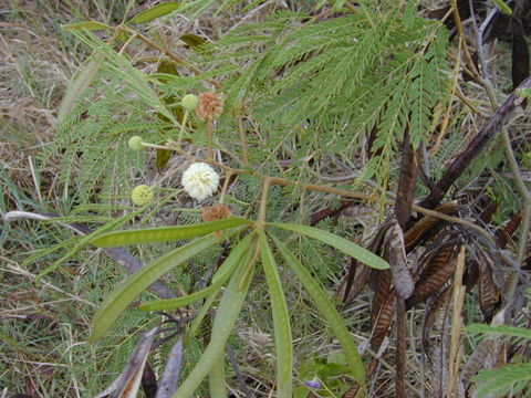 Image of white leadtree