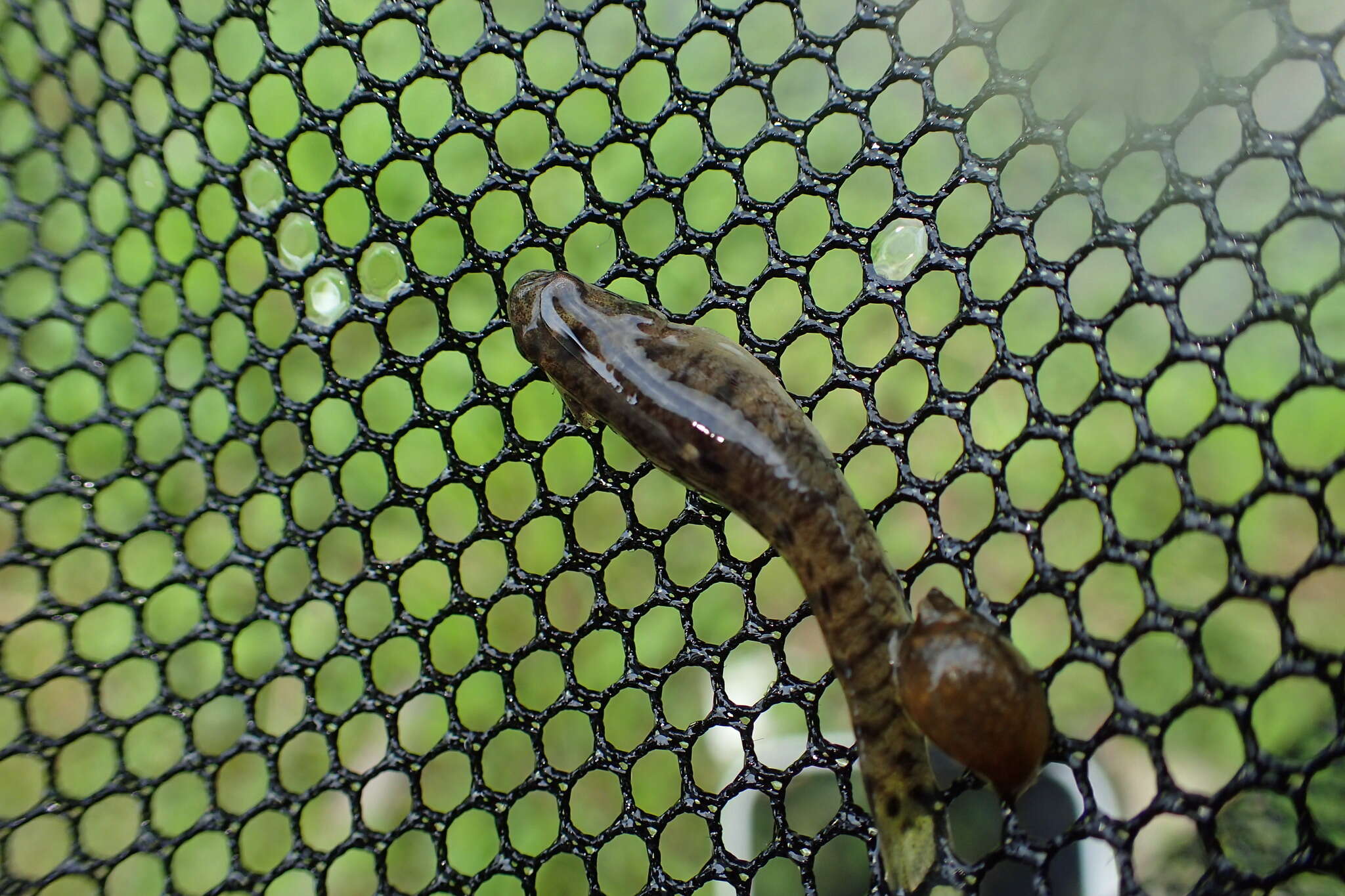 Image of Yellowstripe goby