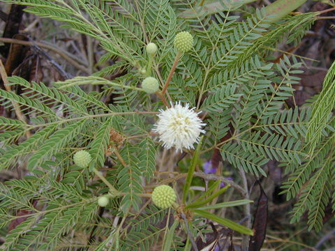 Image of white leadtree