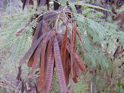 Image of white leadtree