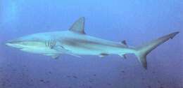 Image of Galapagos Shark