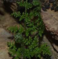 Plancia ëd Oeosporangium pteridioides subsp. acrosticum (Balb.) Fraser-Jenk. & Pariyar