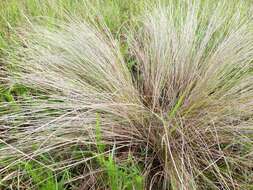 Image of Bunch Cord Grass