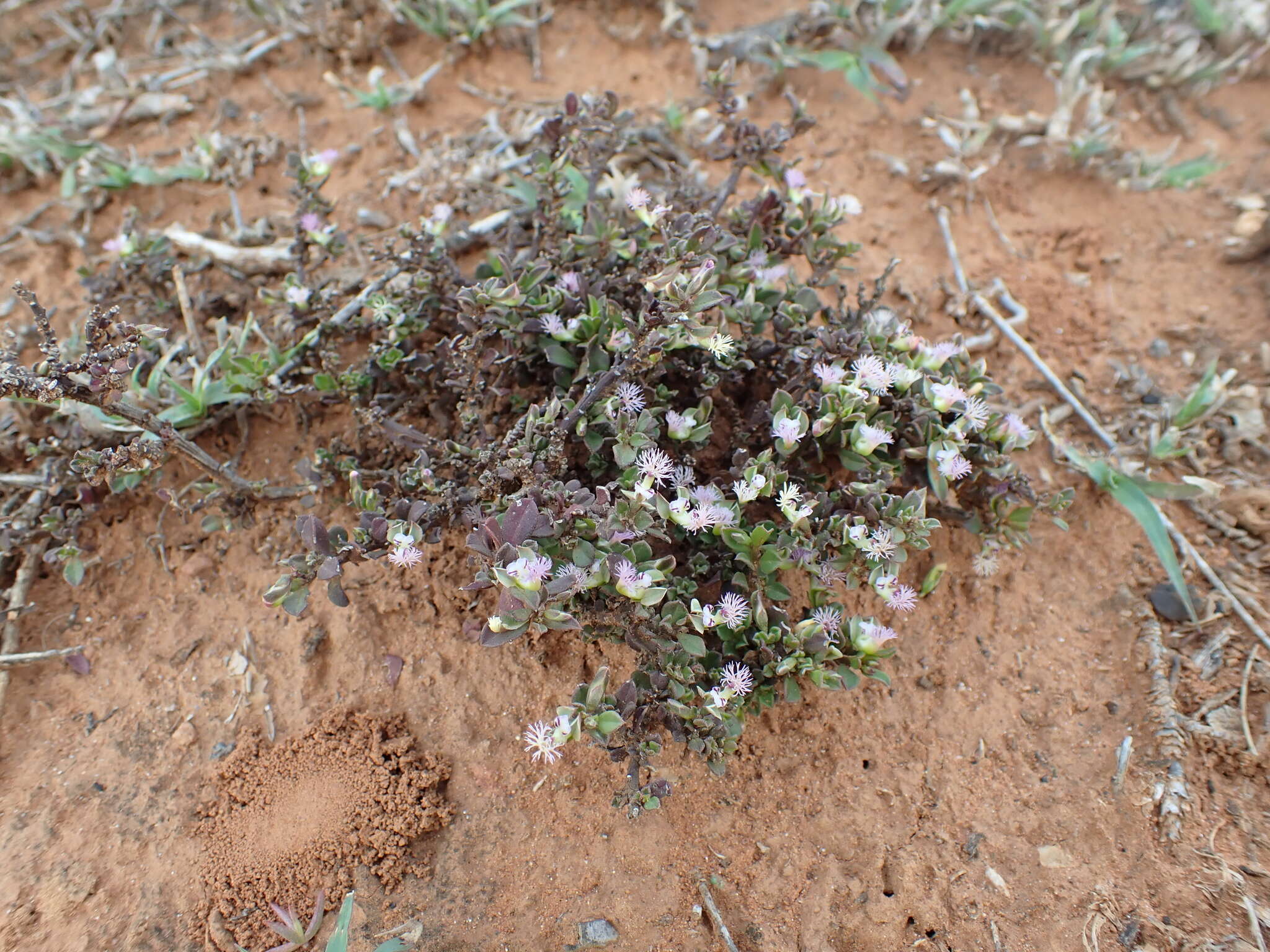 Image of Polygala asbestina Burch.