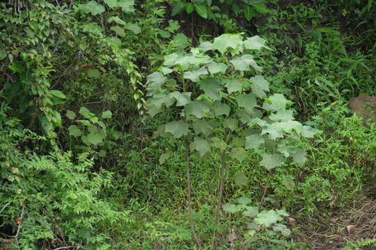 Image de Hibiscus taiwanensis S. Y. Hu