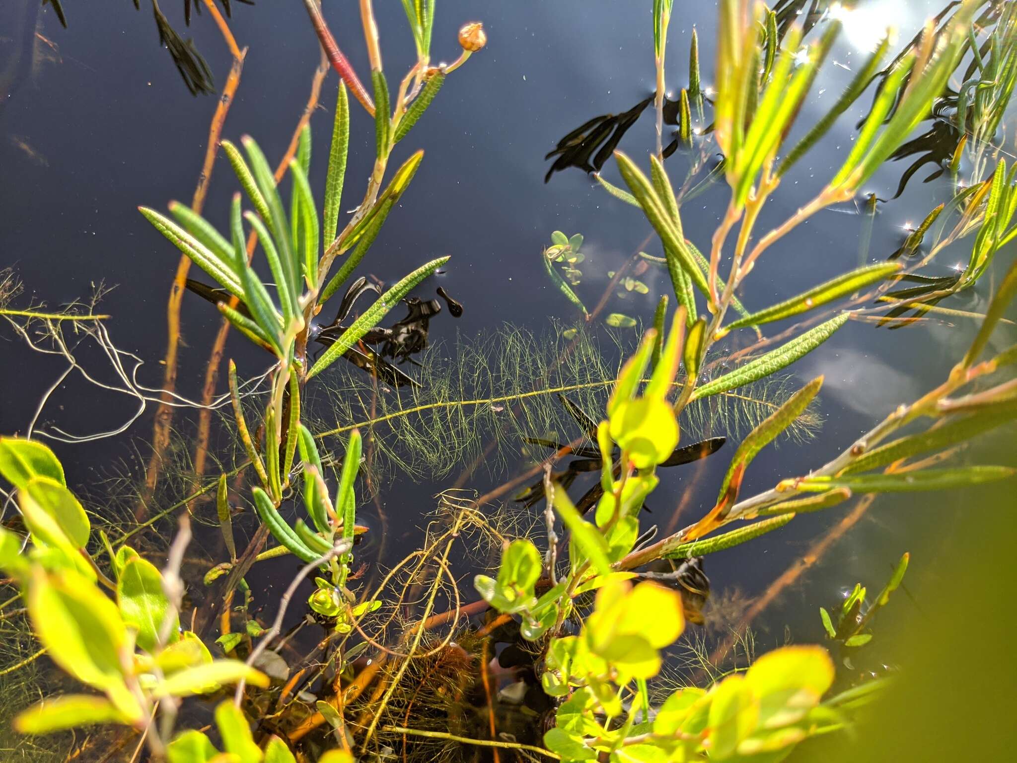 Image of Farwell's Water-Milfoil