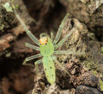 Image of Magnolia Green Jumper