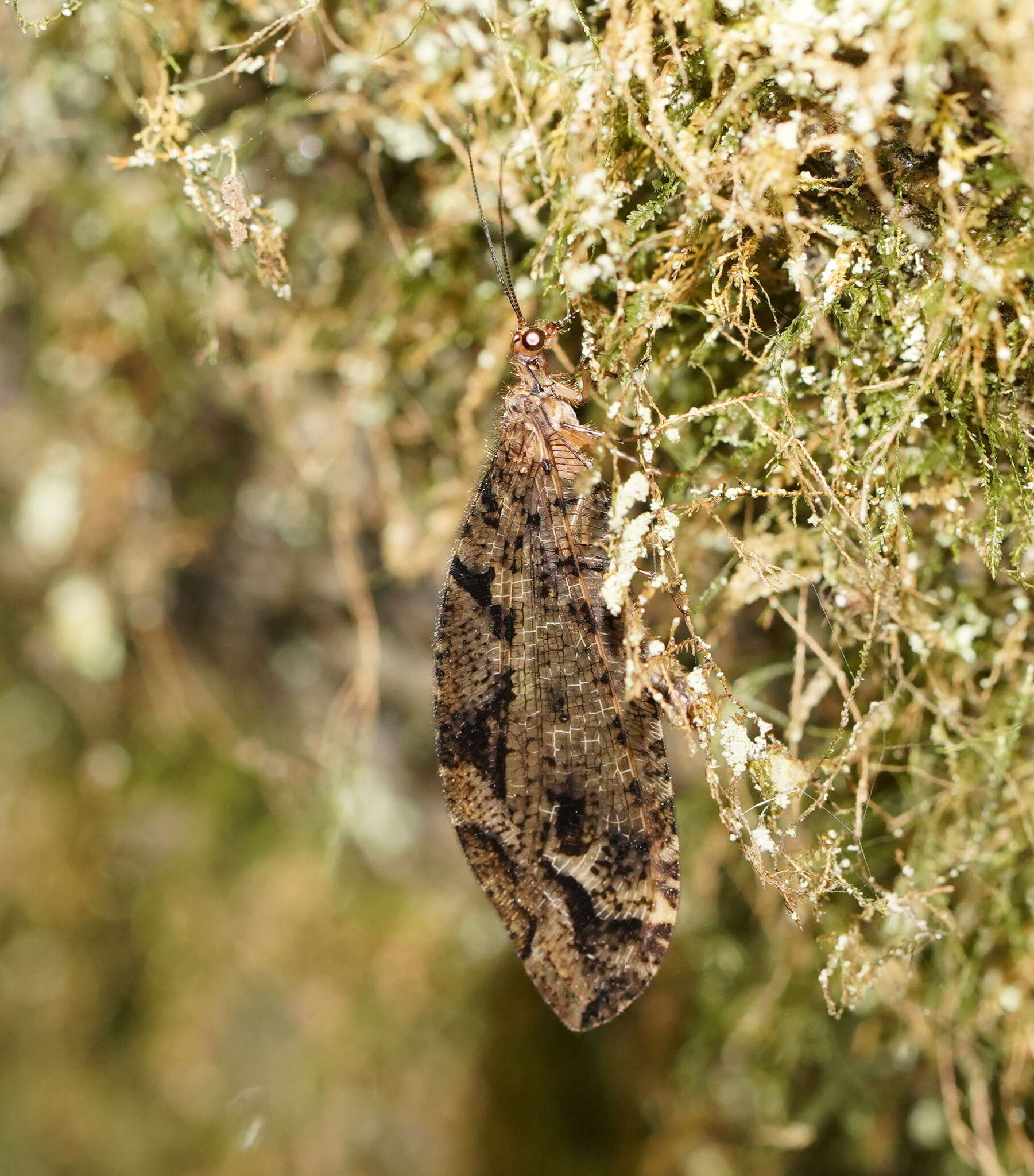 Image of Australysmus neboissi New 1983