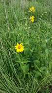 Heliopsis helianthoides (L.) Sw. resmi