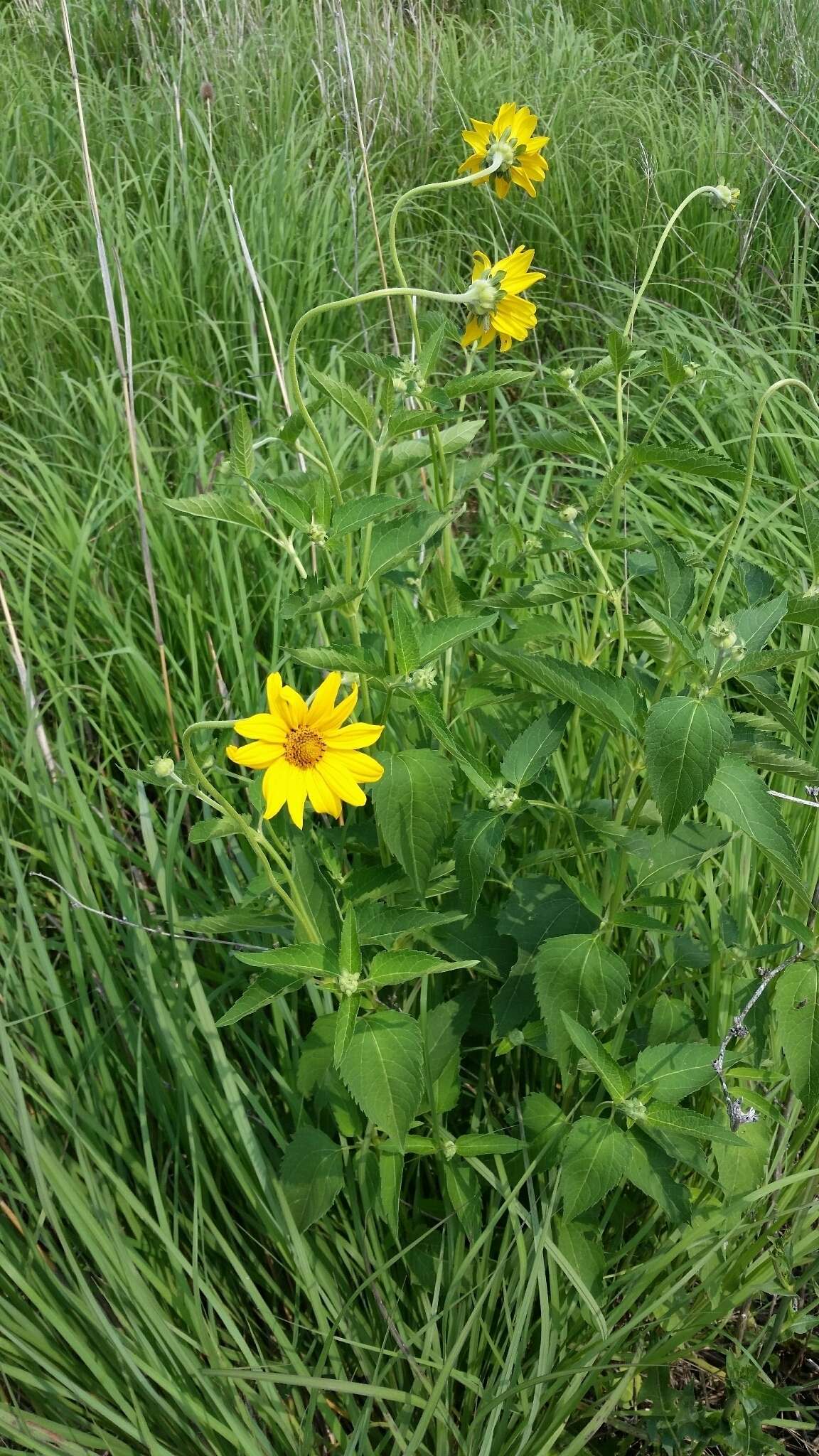 Heliopsis helianthoides (L.) Sw. resmi