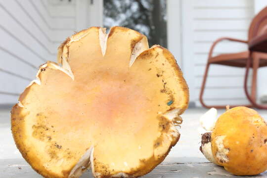 Image of Russula ochroleucoides Kauffman 1917