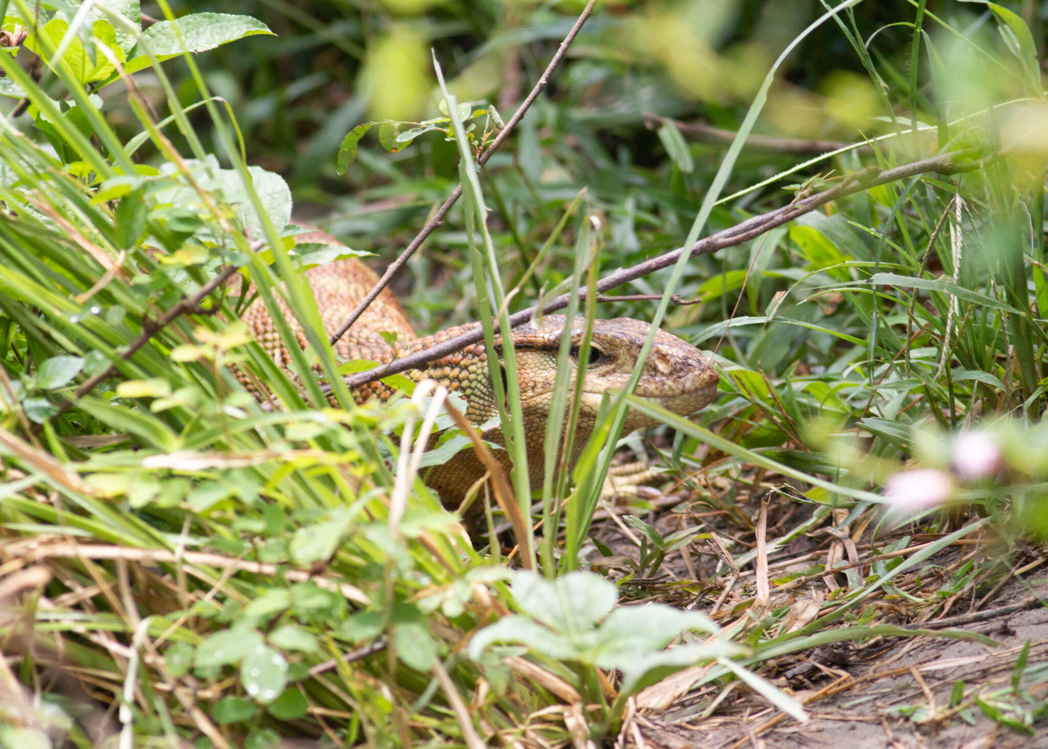 Image of Calcutta Oval-grain Lizard