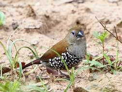 Image of Pink-throated Twinspot