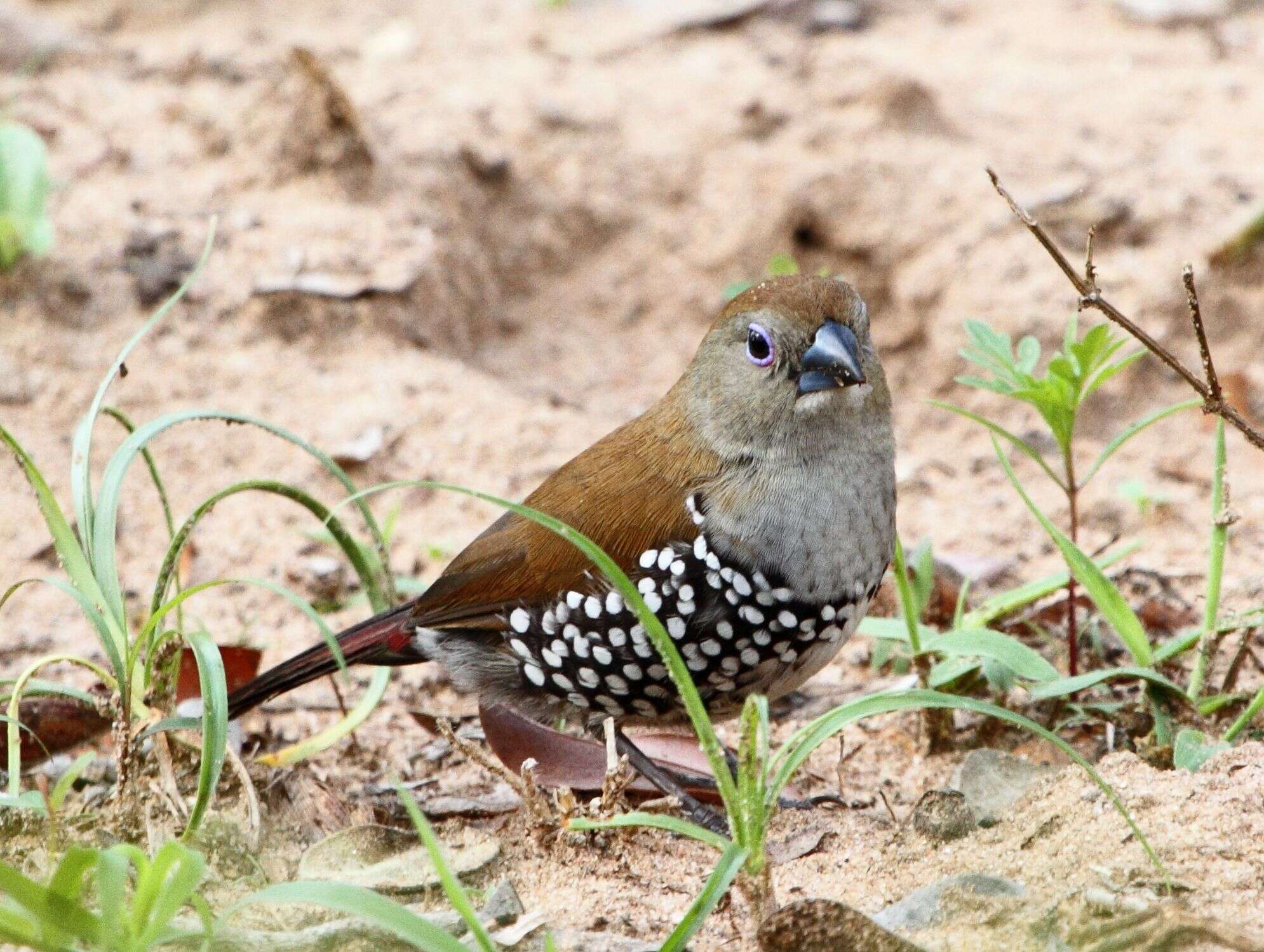 Hypargos margaritatus (Strickland 1844) resmi