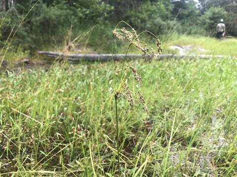 Image of Black-Girdle Bulrush