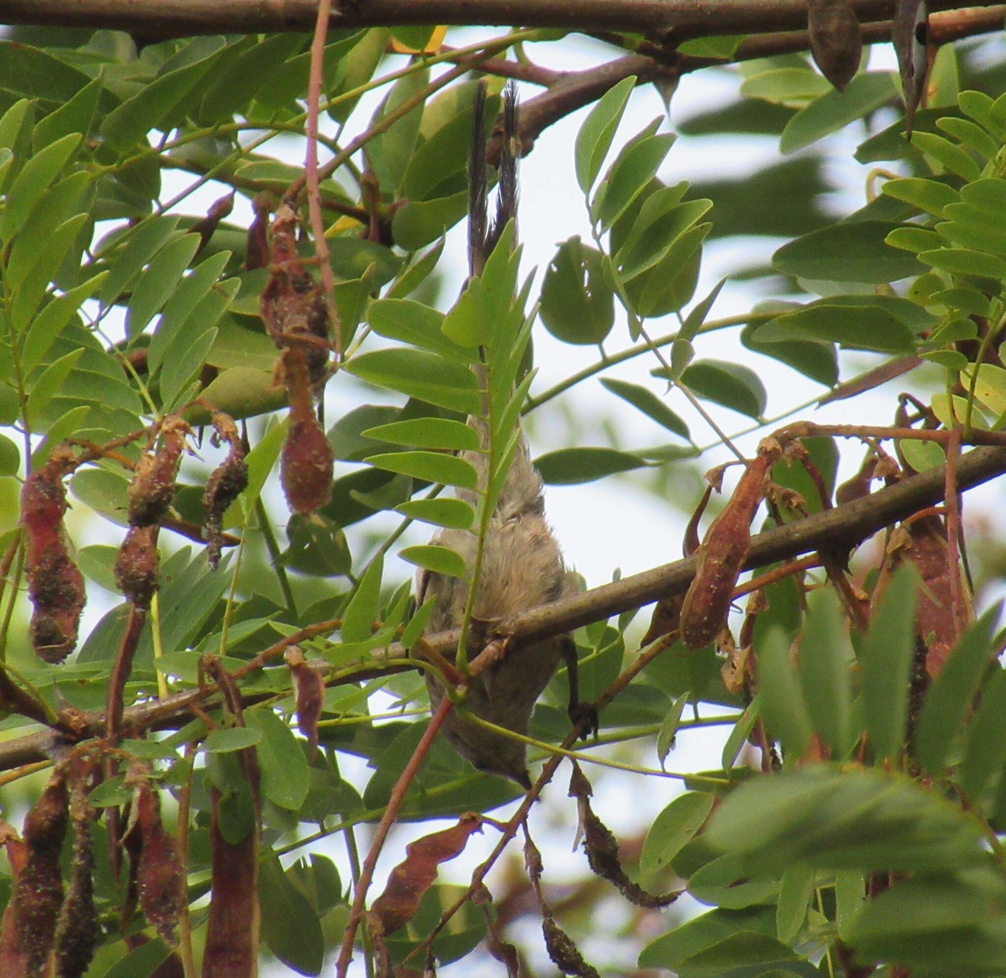 Image de Synallaxe mésange