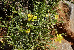 Image of Verbascum spinosum L.