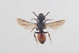 Image of dark-winged blood bee