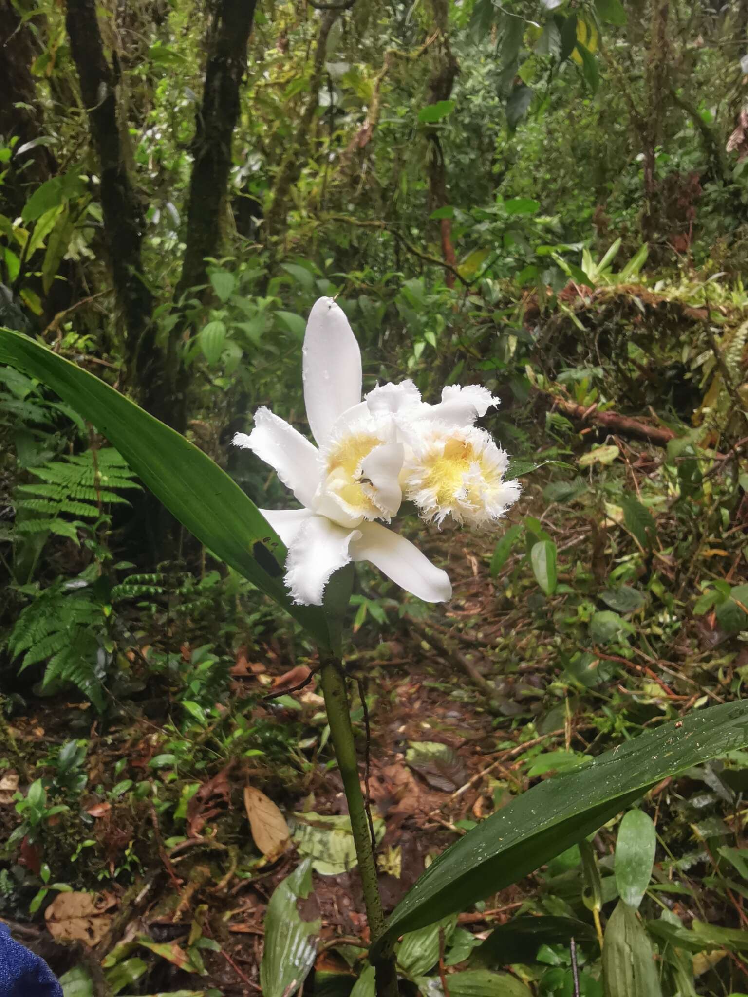 Image of Sobralia fimbriata Poepp. & Endl.