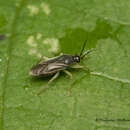 Image of Harpedona marginata Distant 1904