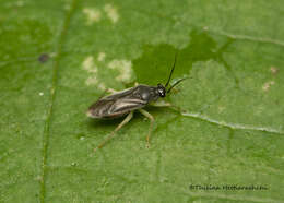 Image of Harpedona marginata Distant 1904