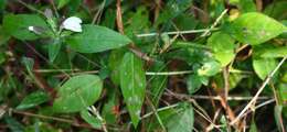 Cynarospermum asperrimum (Nees) K. Vollesen resmi