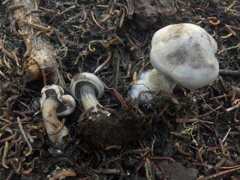 Image of Clitocybe glacialis Redhead, Ammirati, Norvell & M. T. Seidl 2000