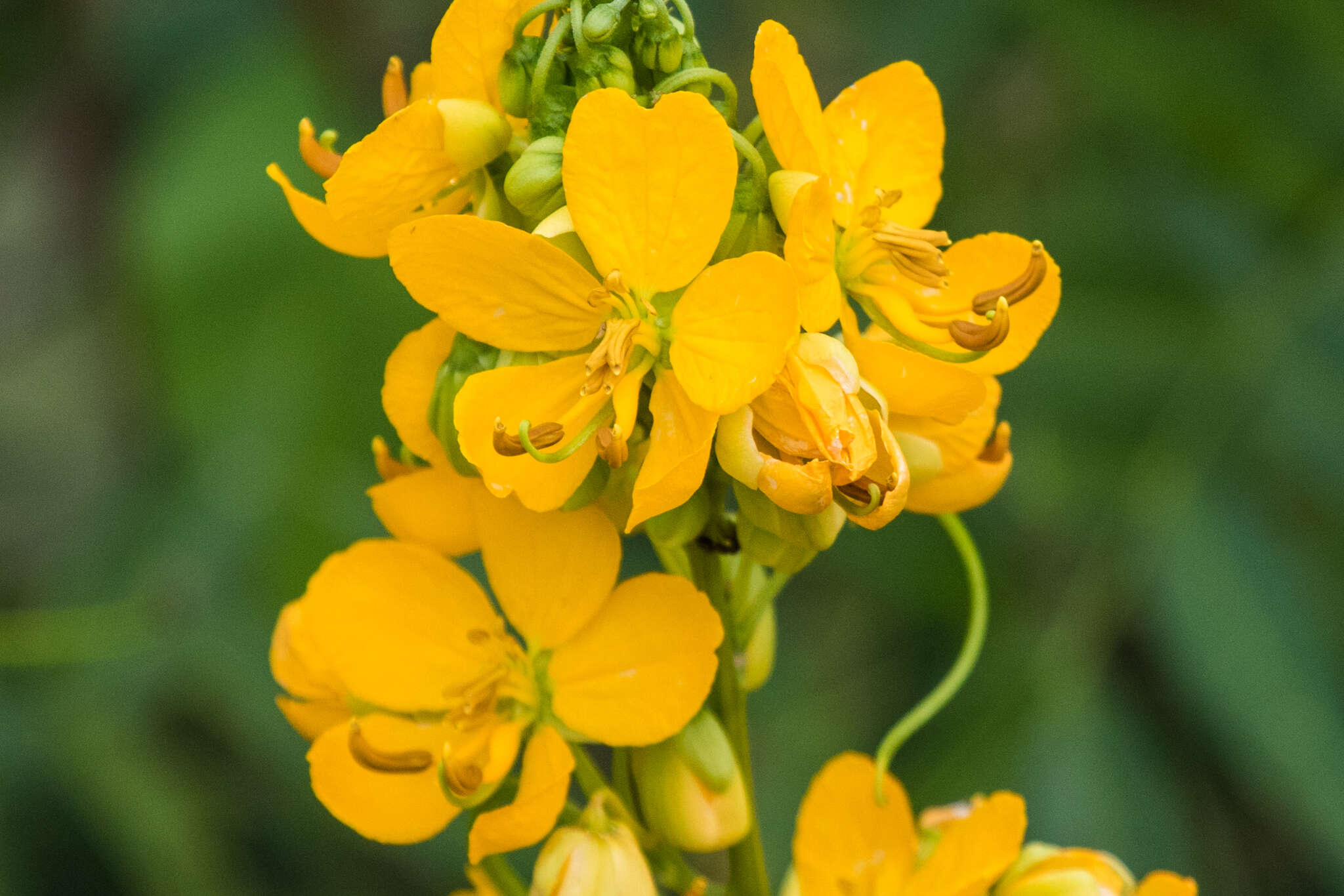 Senna hirsuta var. glaberrima (M. E. Jones) H. S. Irwin & Barneby resmi