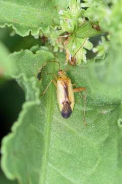 Imagem de Adelphocoris suturalis (Jakovlev 1882)