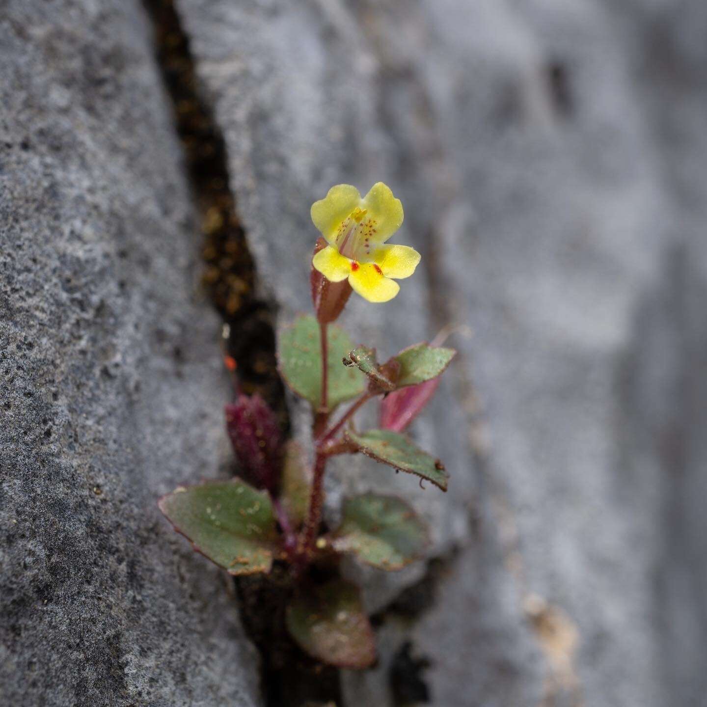 Image of Erythranthe taylorii G. L. Nesom