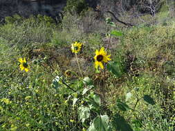 Image of common sunflower