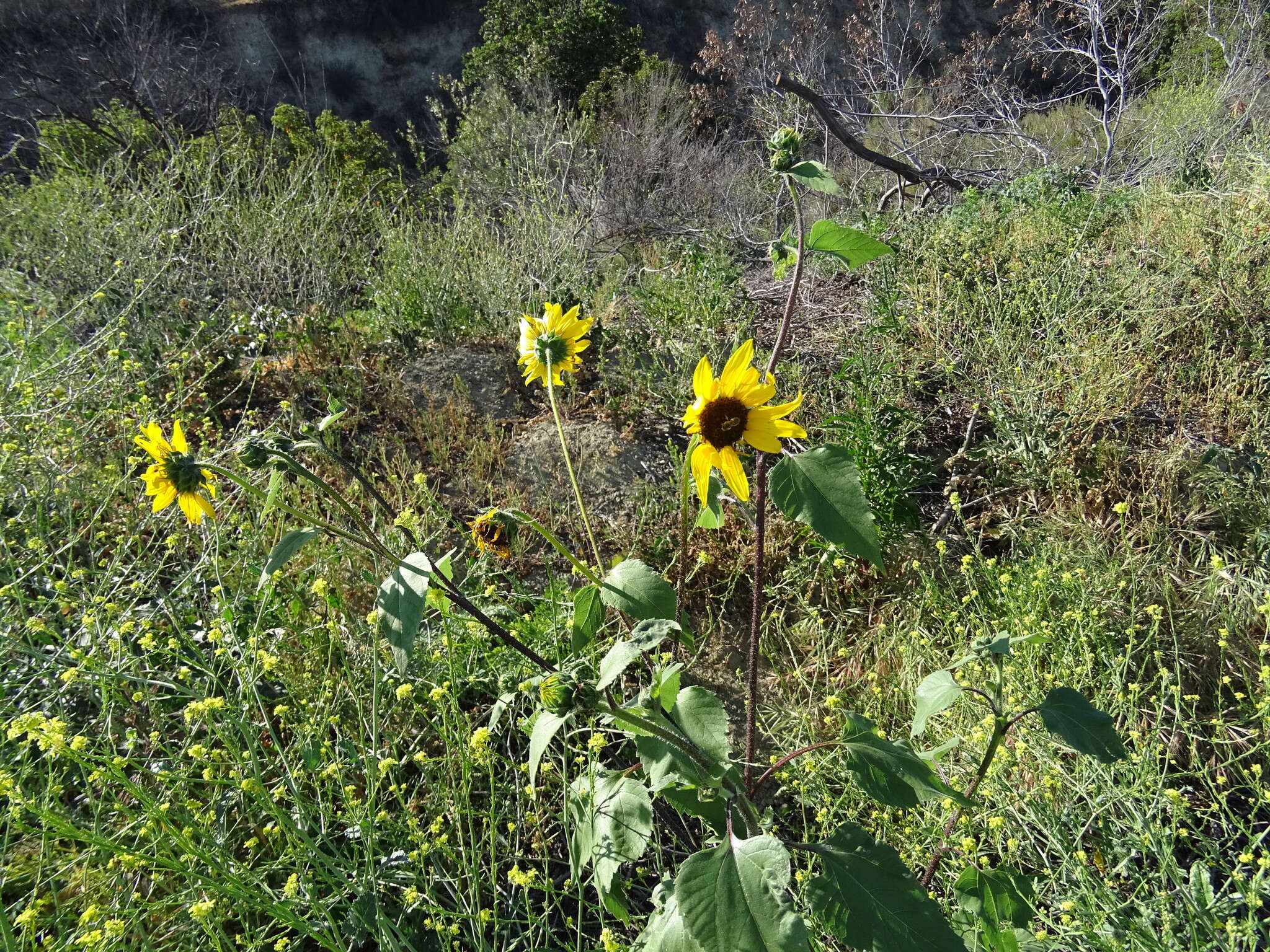 Image of common sunflower