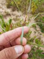 Image of Sandbar Willow