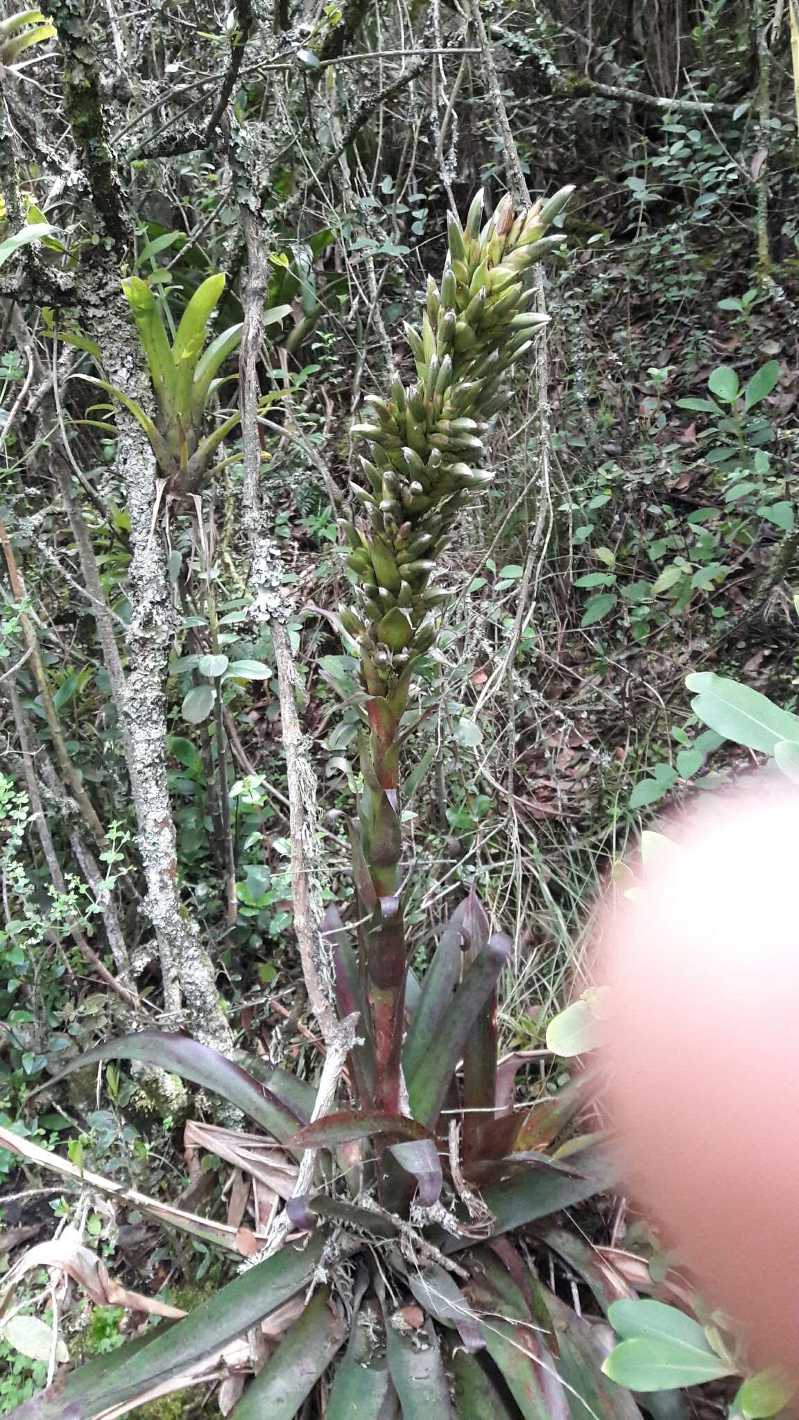 Imagem de Tillandsia pastensis André