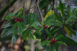 Слика од Ilex cassine L.