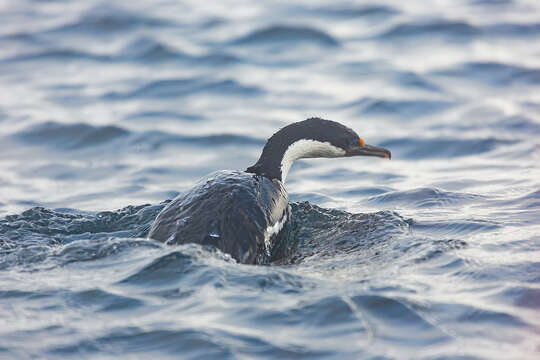 Image of Macquarie Shag