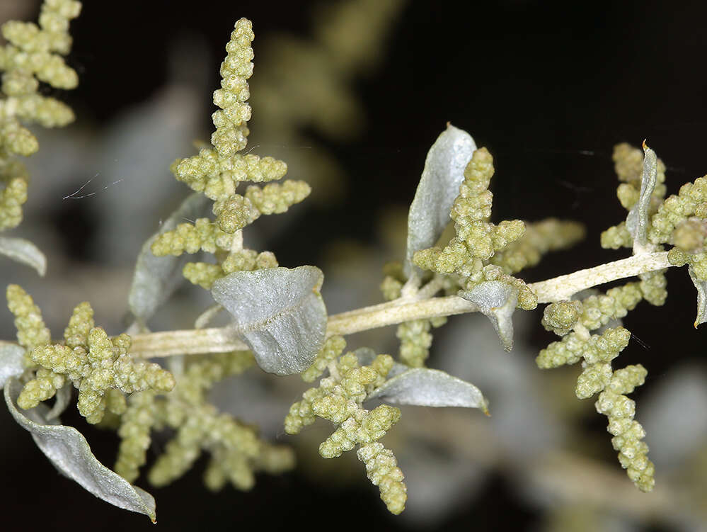 Atriplex torreyi (S. Wats.) S. Wats.的圖片