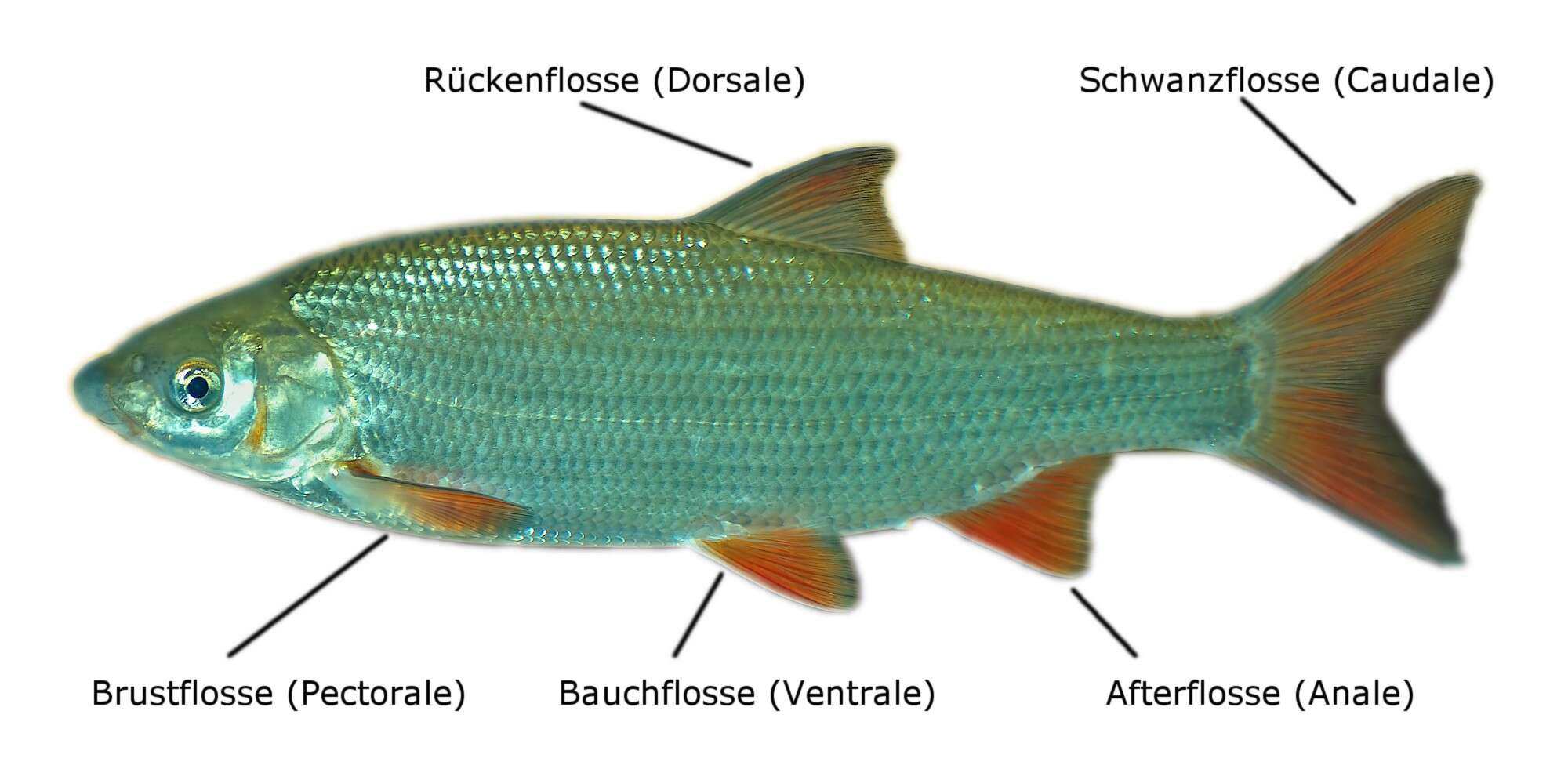 Image of Chondrostoma