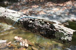 Image of Four-lined Ameiva